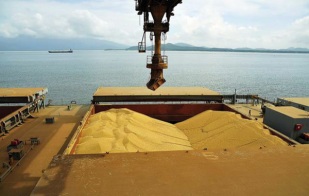 Redução nas exportações de soja, farelo e milho do Brasil em junho/24 