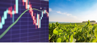 Clima/Lavoura Americana, pressionam o mercado da soja no dia de hoje.